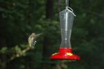 hummingbrid.jpg