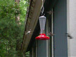hummingbirds.mov