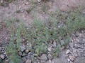 roadside vegetation