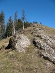 Alpine vegetation.